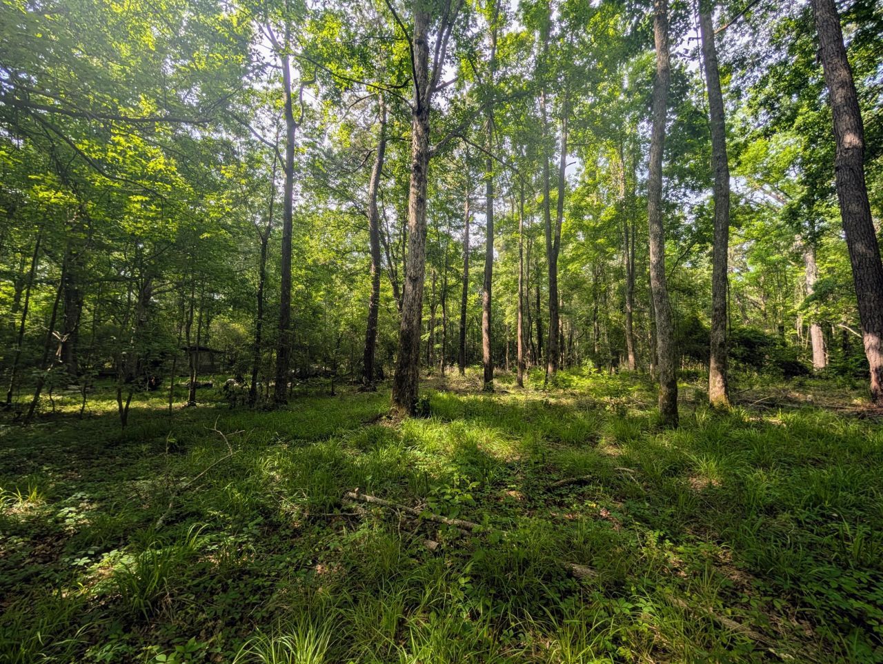 0 Thicket Lane Photo 8