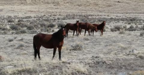 6055 Flanigan Road, Reno, NV 89510 Photo