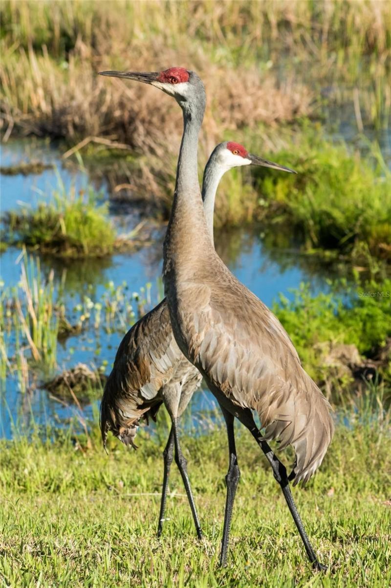8422 Wethersfield Run, Unit 103, Lakewood Ranch, FL 34202 Photo