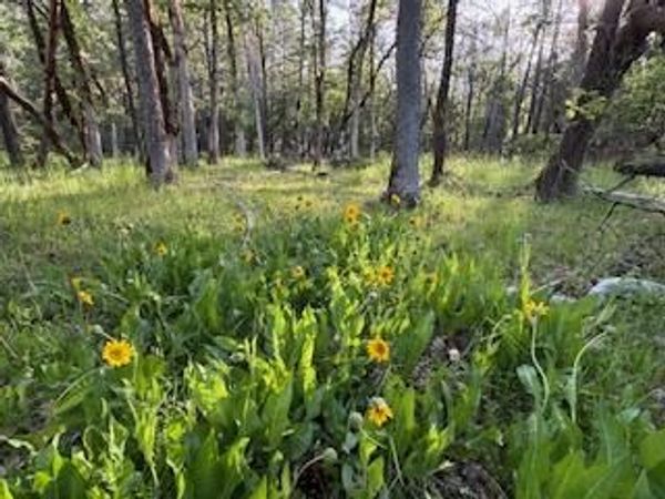 36435 Ditch Creek Road, Unit 204, Rogue River, OR 97537