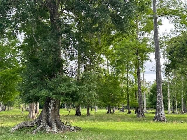 Tbd Corkwood Lane, Astatula, FL 34705 Photo
