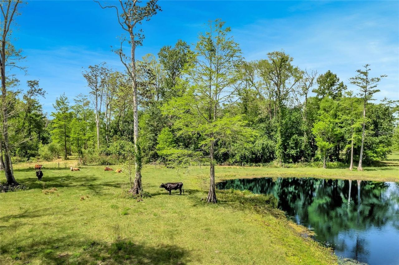 Tbd Corkwood Lane, Astatula, FL 34705 Photo