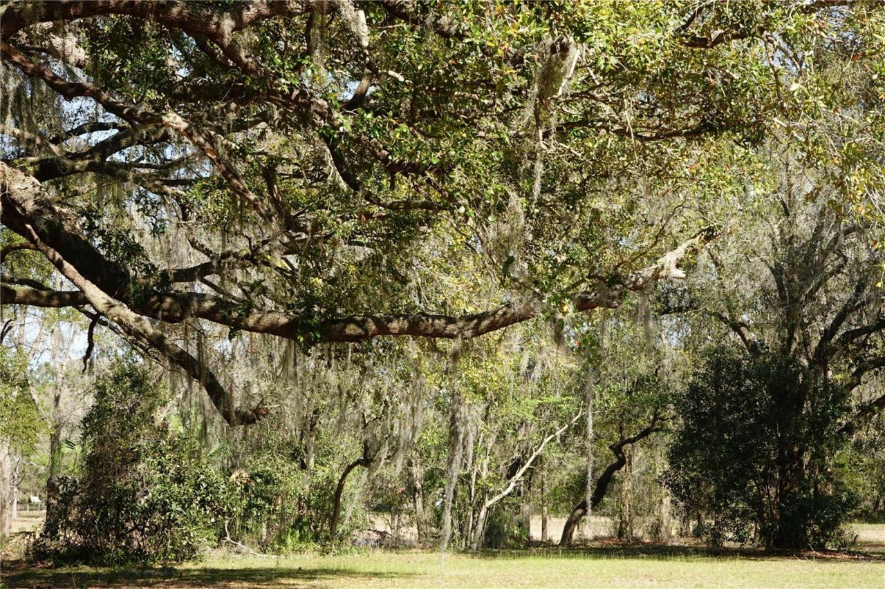 22839 Bungalow Lane, Land O Lakes, FL 34639 Photo