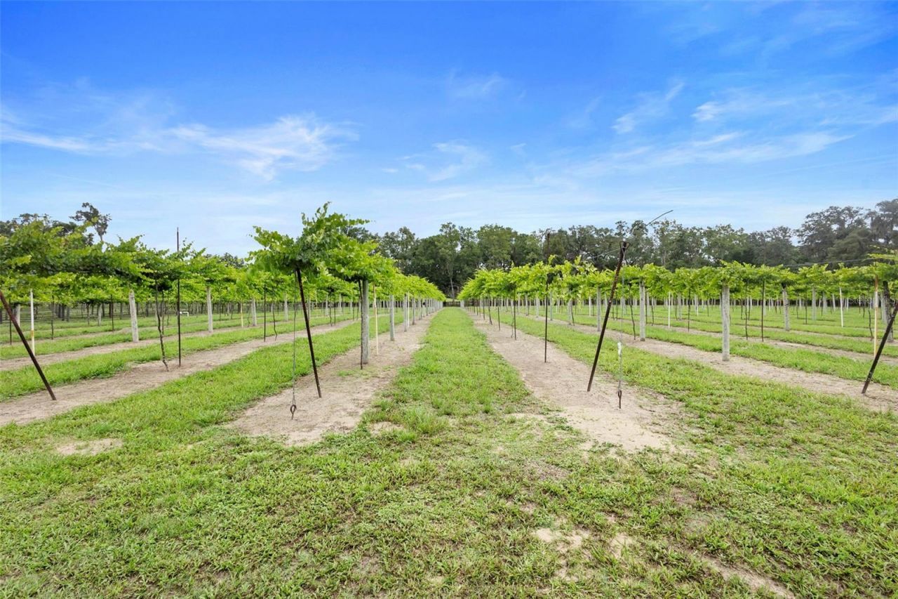 1056 Reynolds Road, De Leon Springs, FL 32130 Photo