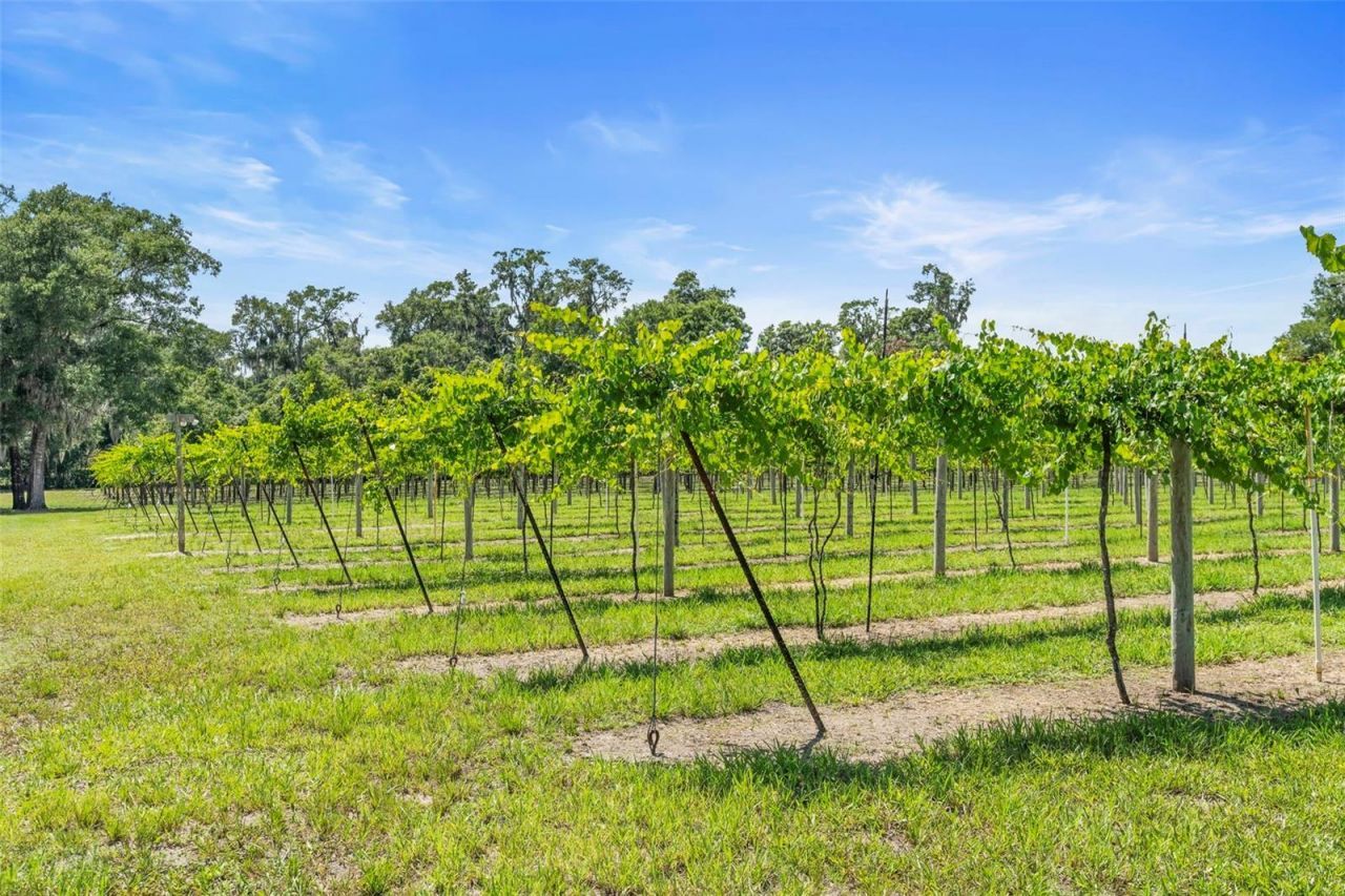 1056 Reynolds Road, De Leon Springs, FL 32130 Photo