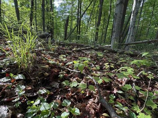 TBD Erie Street, Unit Parcel B, East Jordan, MI 49727