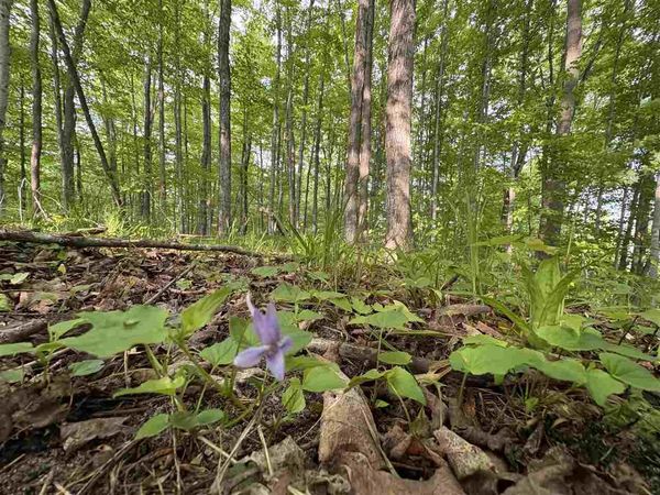 TBD Erie Street, Unit Parcel C, East Jordan, MI 49727