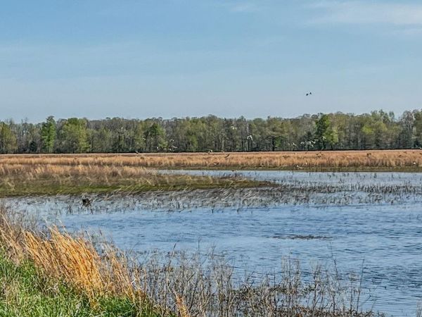 1962 Acres Upper Lockhart Road, Cord, AR 72524