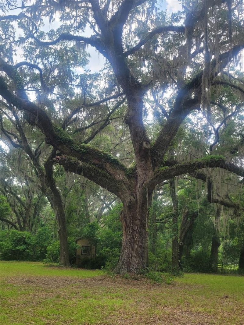 15016 NW 32nd Avenue, Newberry, FL 32669 Photo