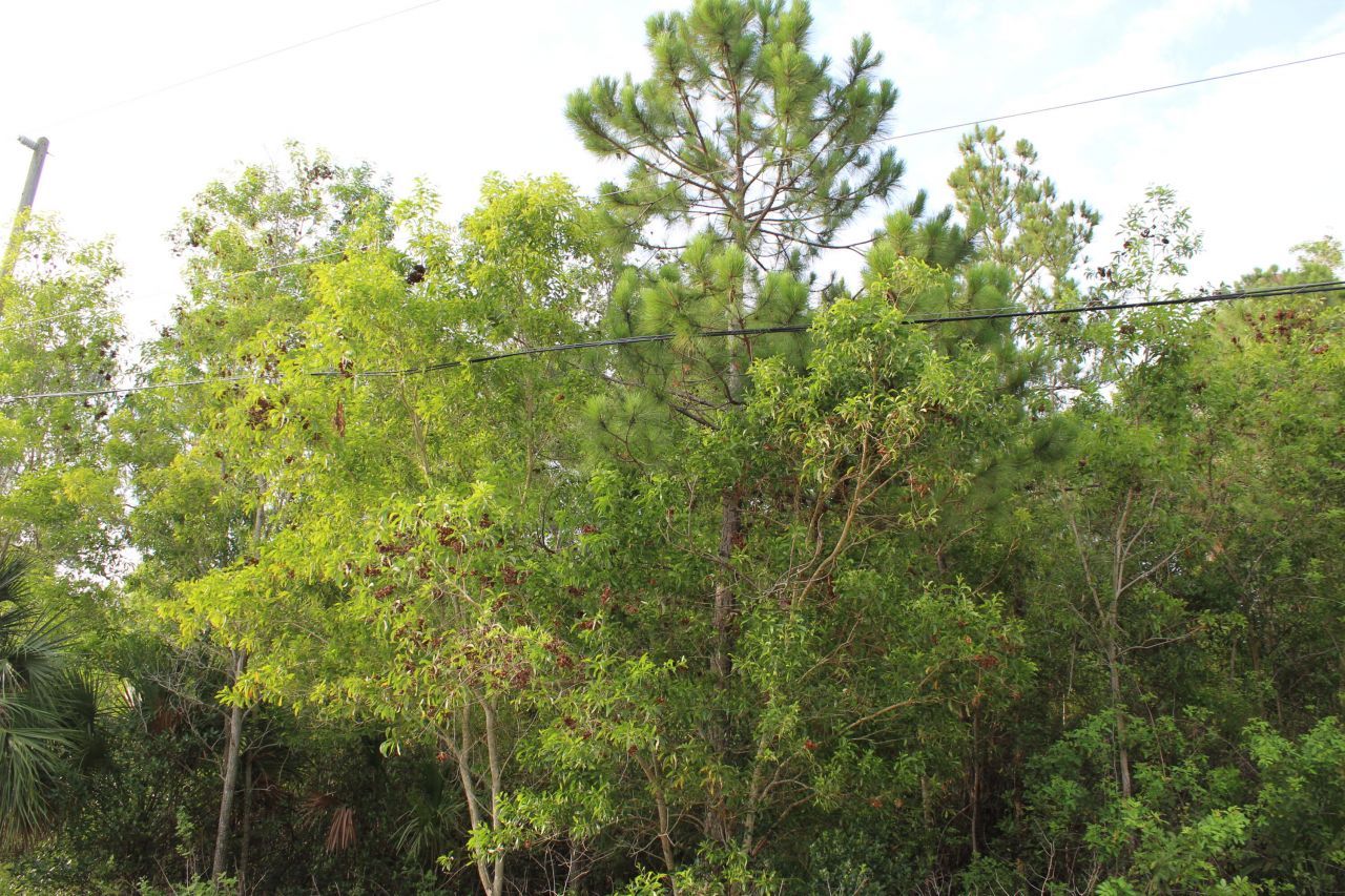 ''17395'' 94th Street N, Loxahatchee, FL 33470 Photo