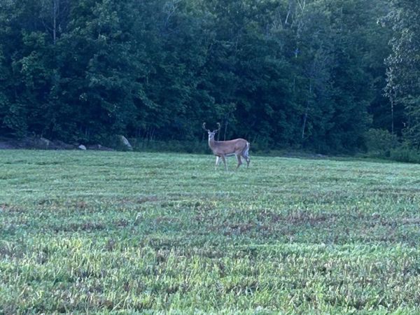 Map 7 Lot 1, 298 Battle Street, Webster, NH 03303