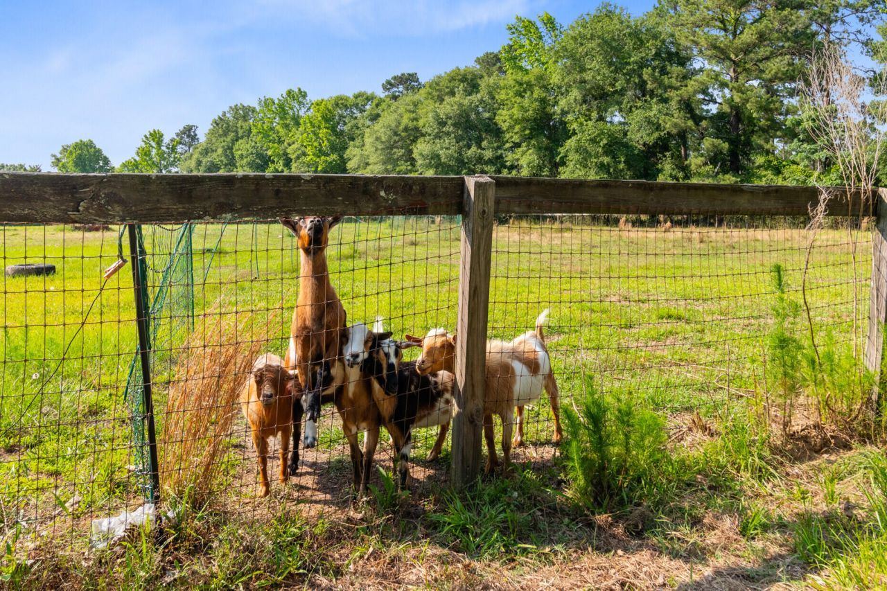 481 Cantey Lane Photo 94