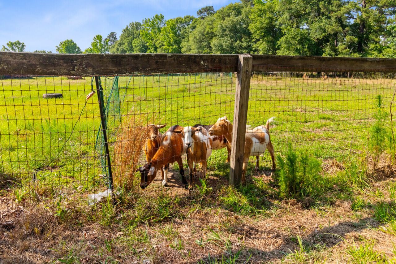 481 Cantey Lane Photo 95