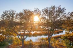 810 Curved Creek Court photo 4