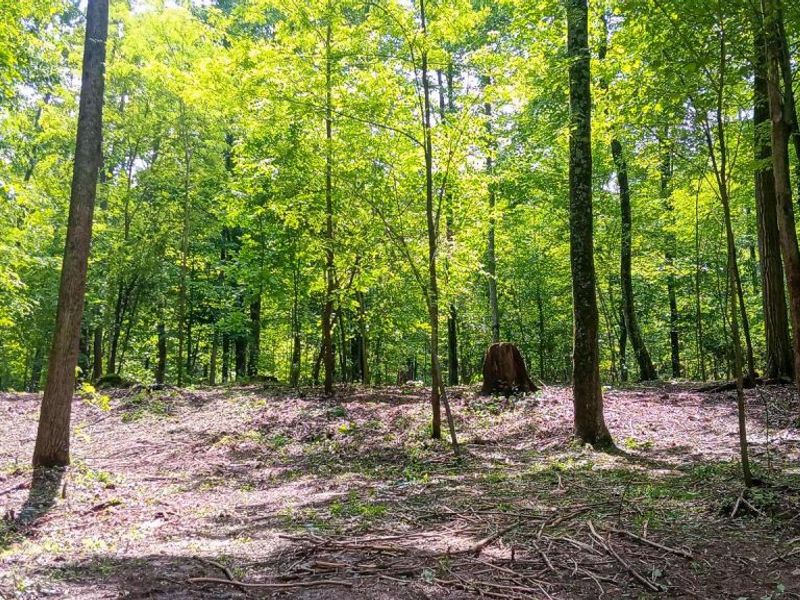 0 Mulberry Street NE, Unit (Lot N Woo, Newark, OH 43055 Photo 35