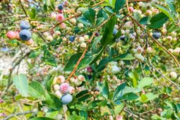 127 Roberts Road photo 4