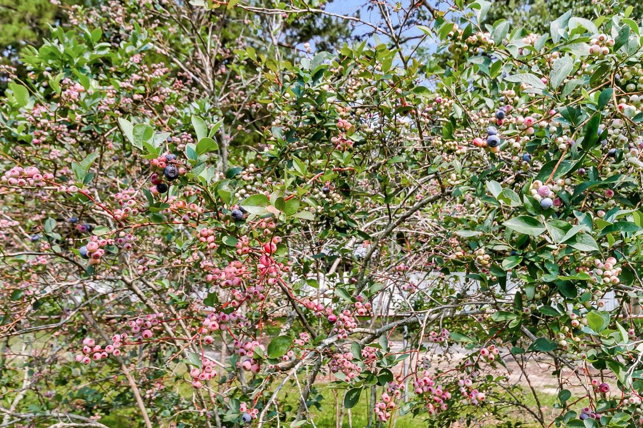 127 Roberts Road Photo 30