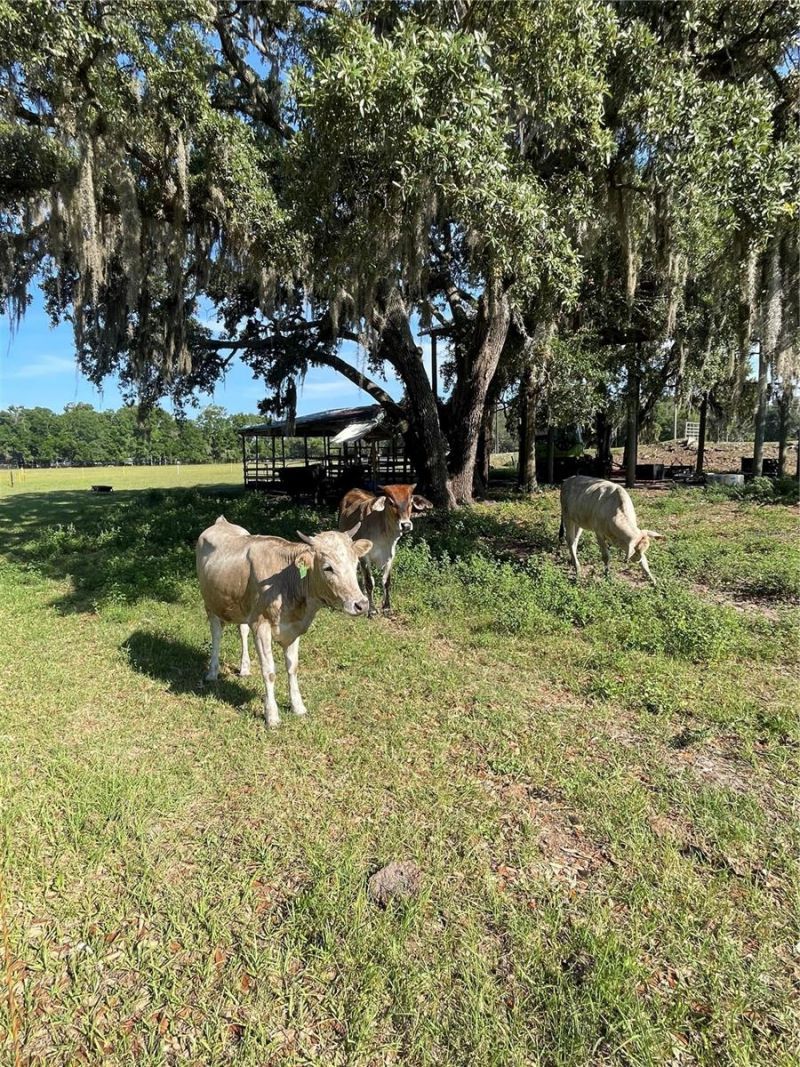 12290 SW 484 Highway, Dunnellon, FL 34432 Photo