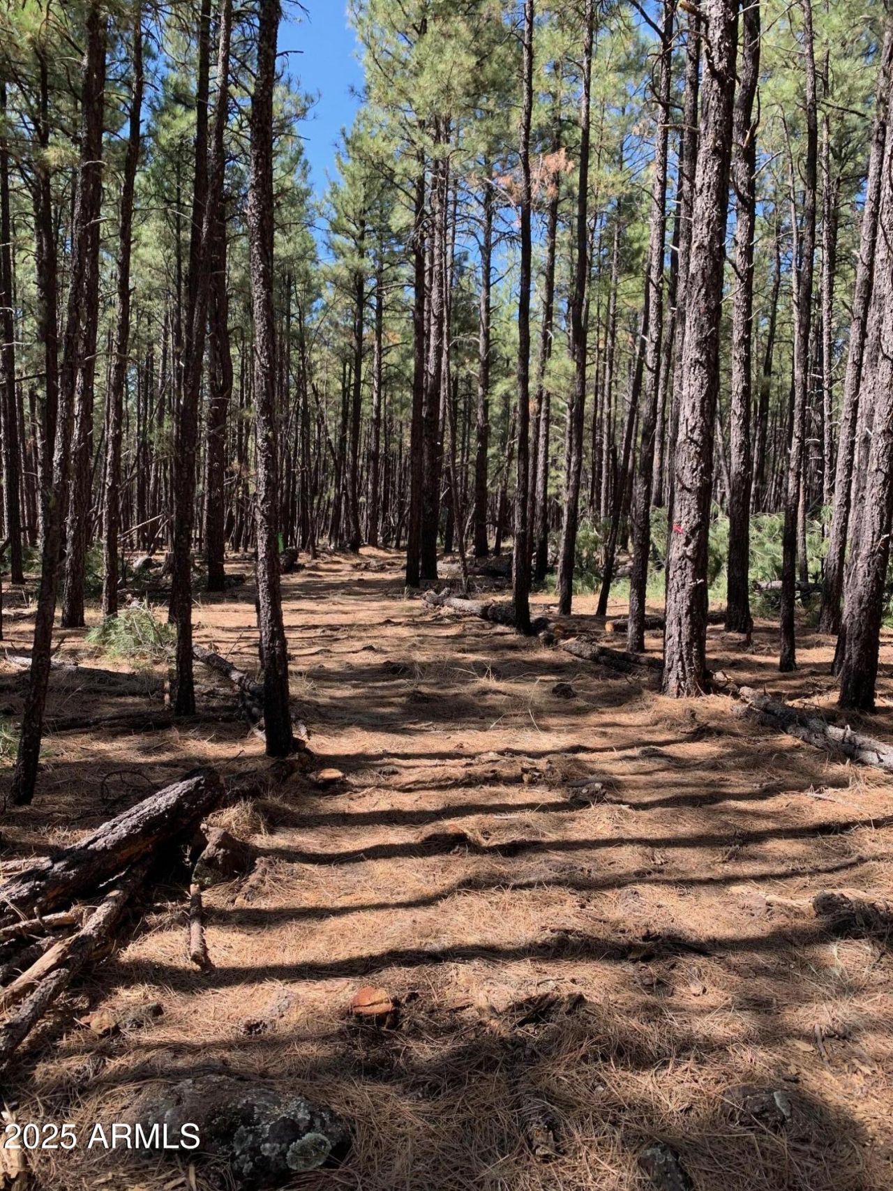 TBD Dynamite Road, Lakeside, AZ 85929