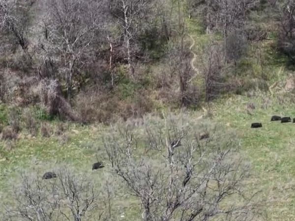 3141 Rogers Road, Jacksboro, TX 76458