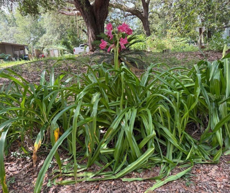 2301 E Graves Avenue, Orange City, FL 32763 Photo