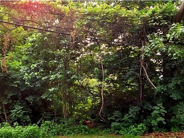 195 RONKONKOMA Avenue, Ronkonkoma, NY 00000