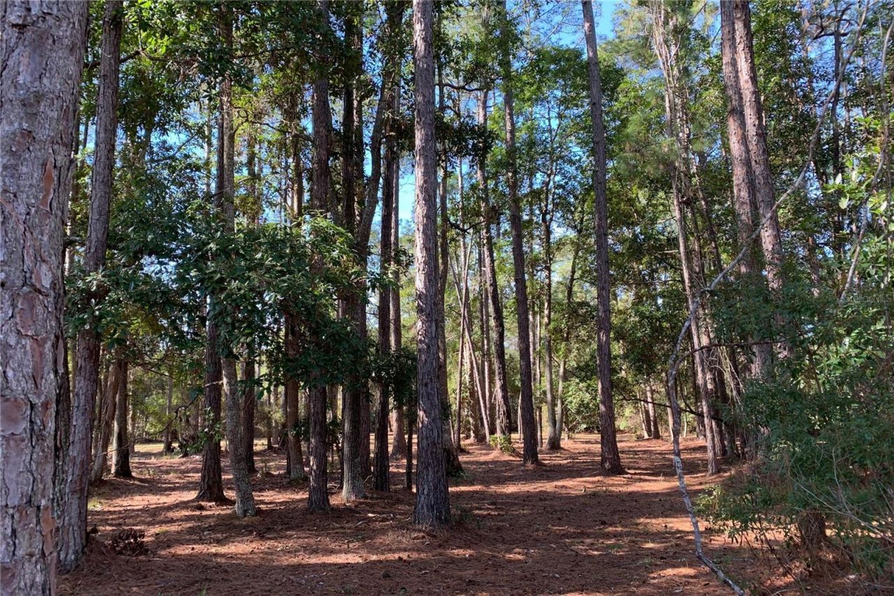 1360 S State Road 19, Palatka, FL 32177 Photo