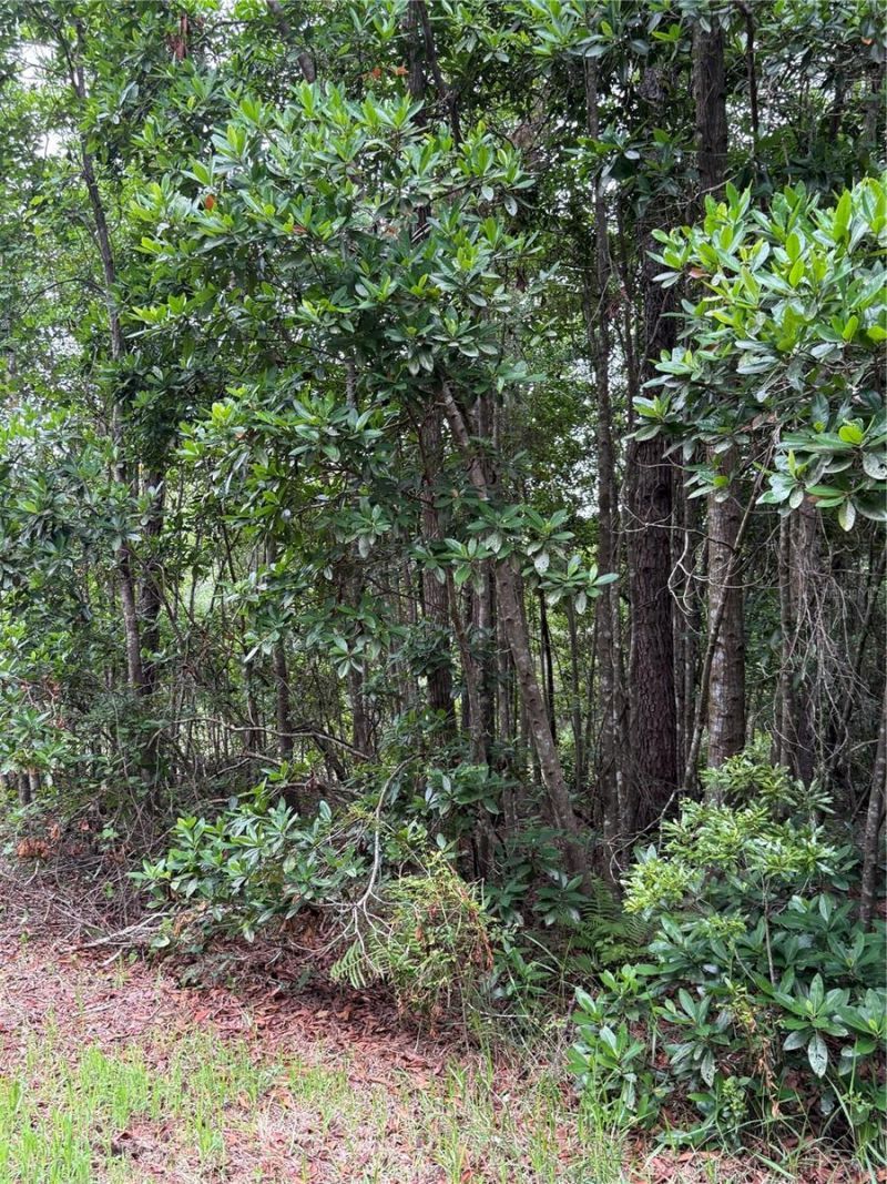 1360 S State Road 19, Palatka, FL 32177 Photo