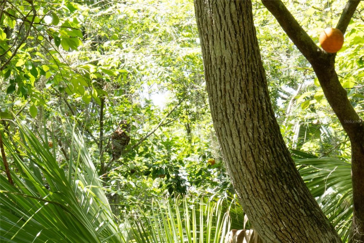 2634 Cr 416n, Lake Panasoffkee, FL 33538 Photo