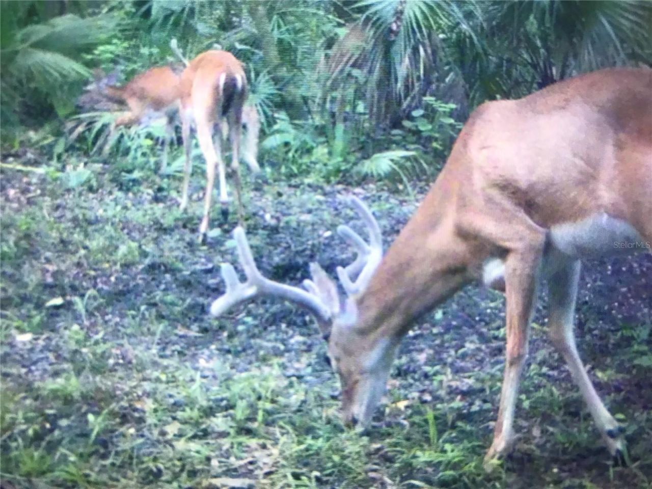 2634 Cr 416n, Lake Panasoffkee, FL 33538 Photo