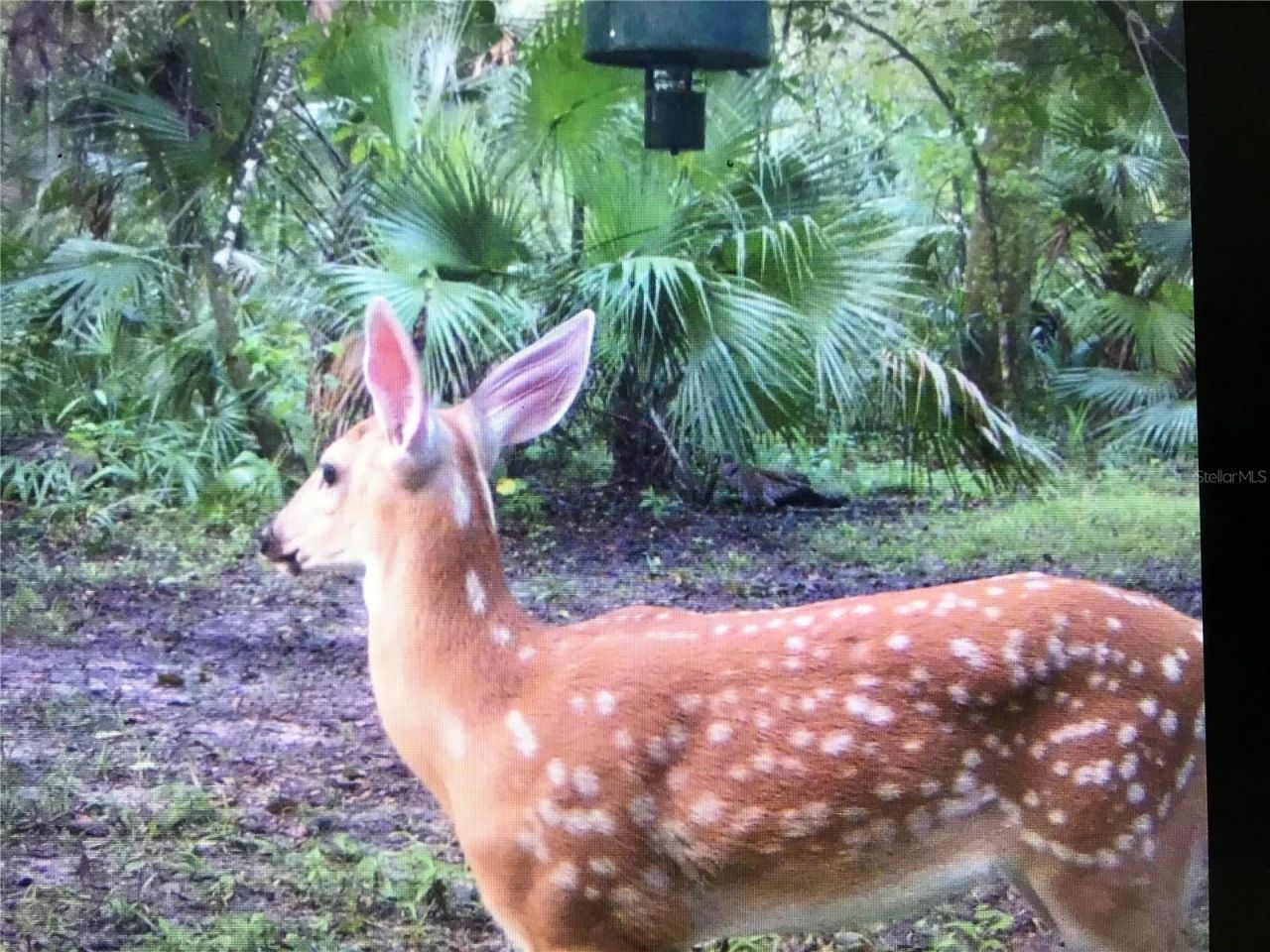 2634 Cr 416n, Lake Panasoffkee, FL 33538 Photo