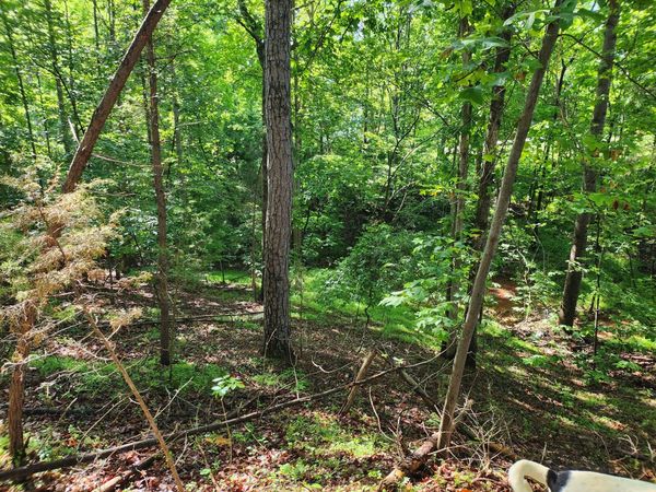 Lot 31 Forest Shores RD, Wirtz, VA 24184