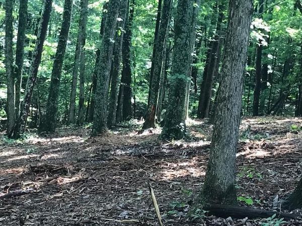 24 Piney Knob Drive, Spring City, TN 37381