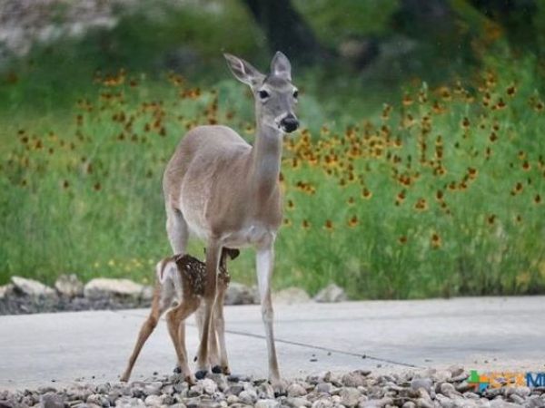 0 TBA Inglewood St Corner , Canyon Lake, TX 78133