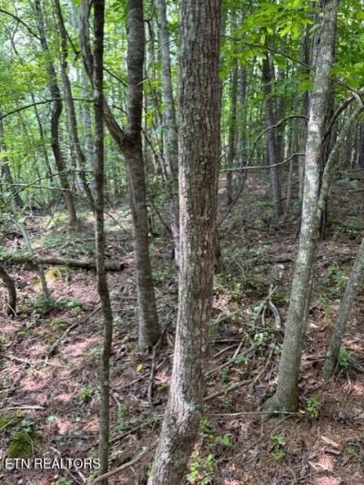 Indigo Bunting Drive, Harriman, TN 37748 Main Photo