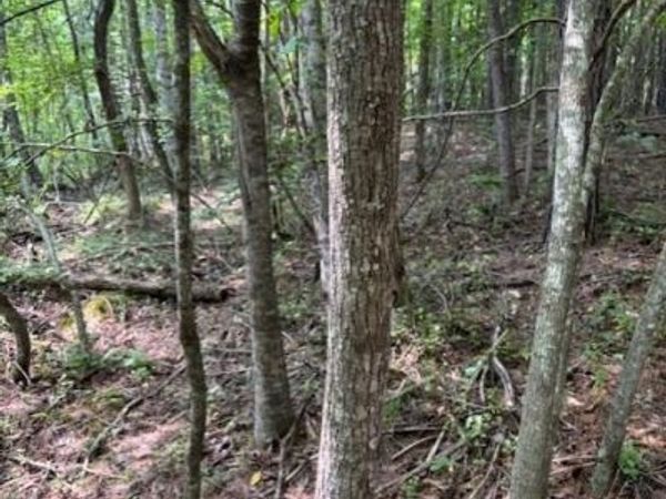 Indigo Bunting Drive, Harriman, TN 37748