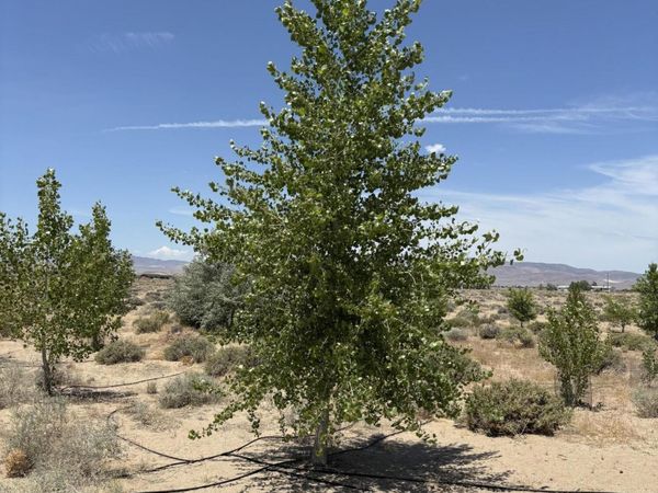 4210 6th Street, Silver Springs, NV 89429