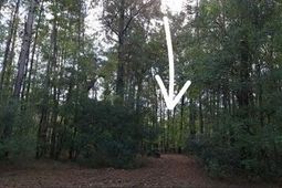 00 Ashley River Road photo 4