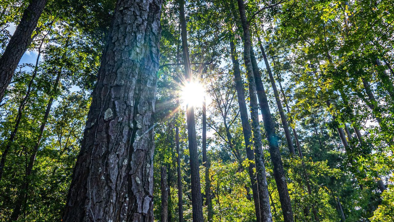 0 Tuten Road Photo 34