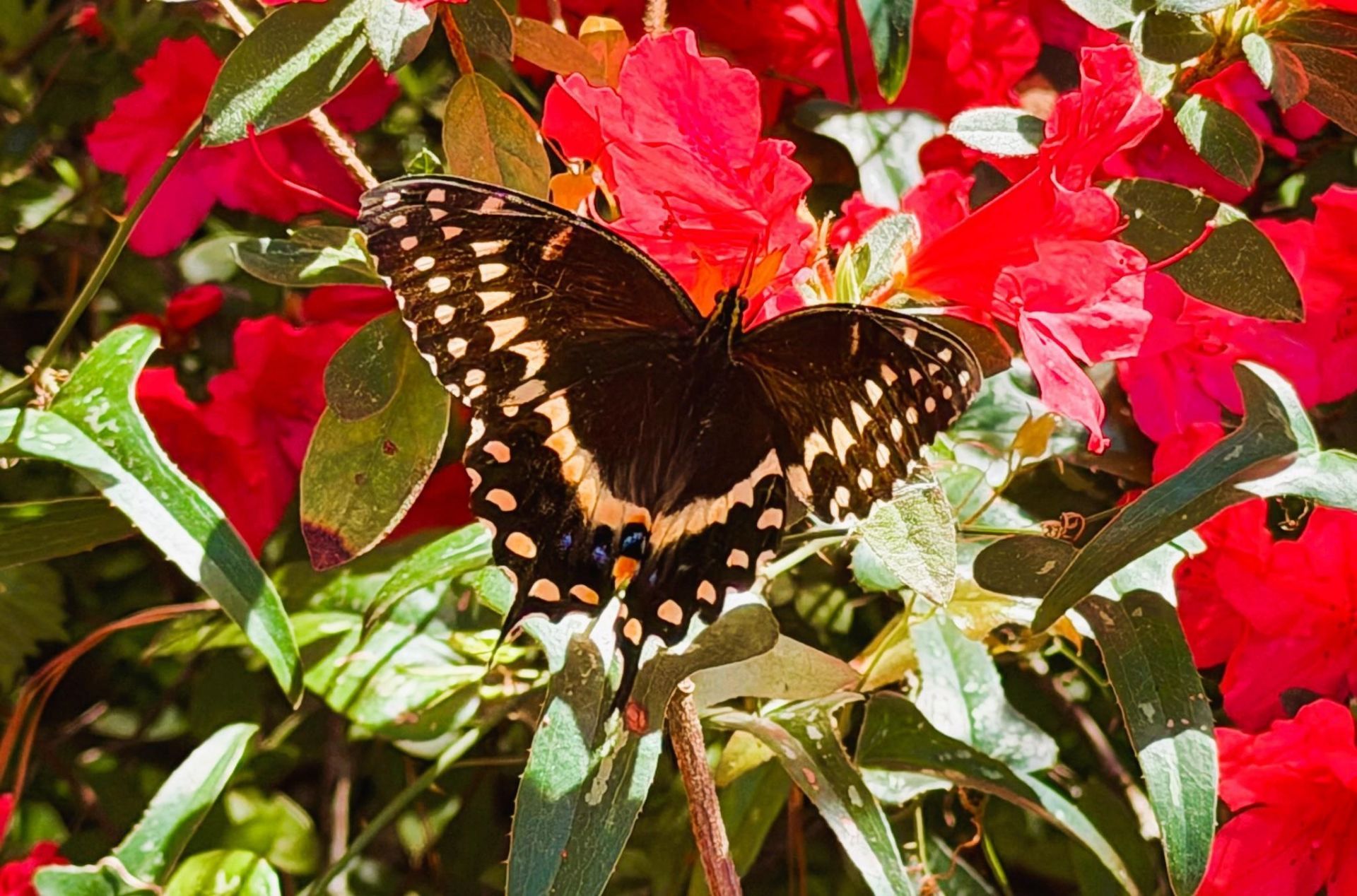 951 Herriott Farms Dr. Photo 30