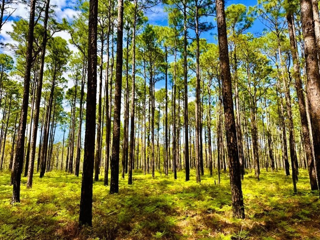 951 Herriott Farms Dr. Photo 40