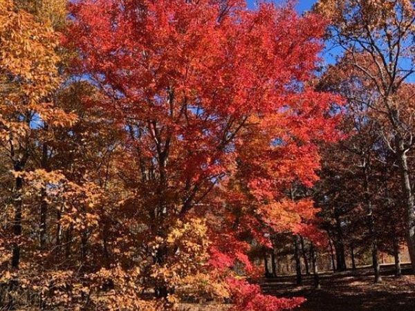 217 A Day Dream Drive, Dunlap, TN 37327