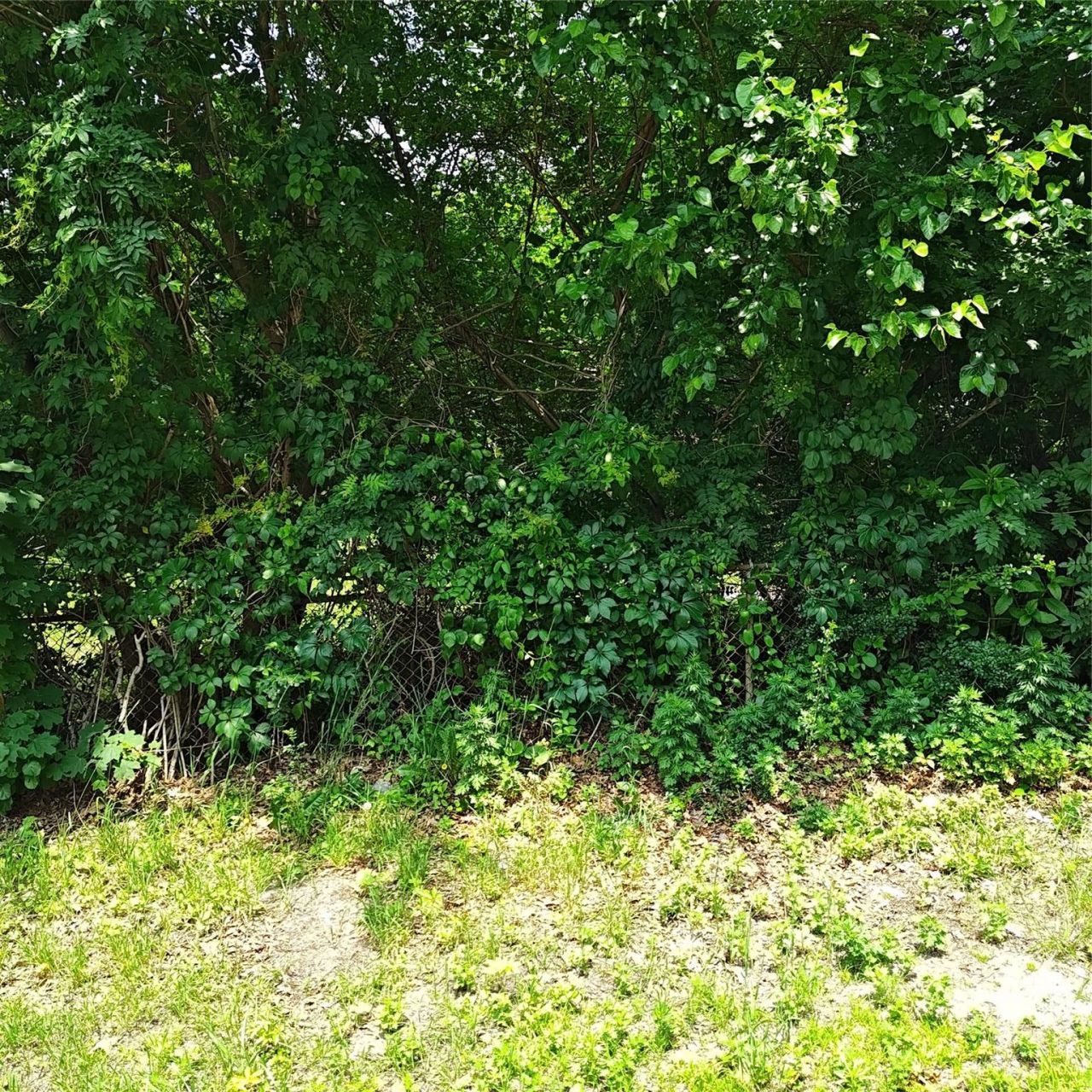 105 Gray Avenue, Medford, NY 11763 Main Photo