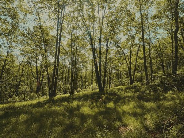 00 Benton Hollow, Liberty, NY 12754