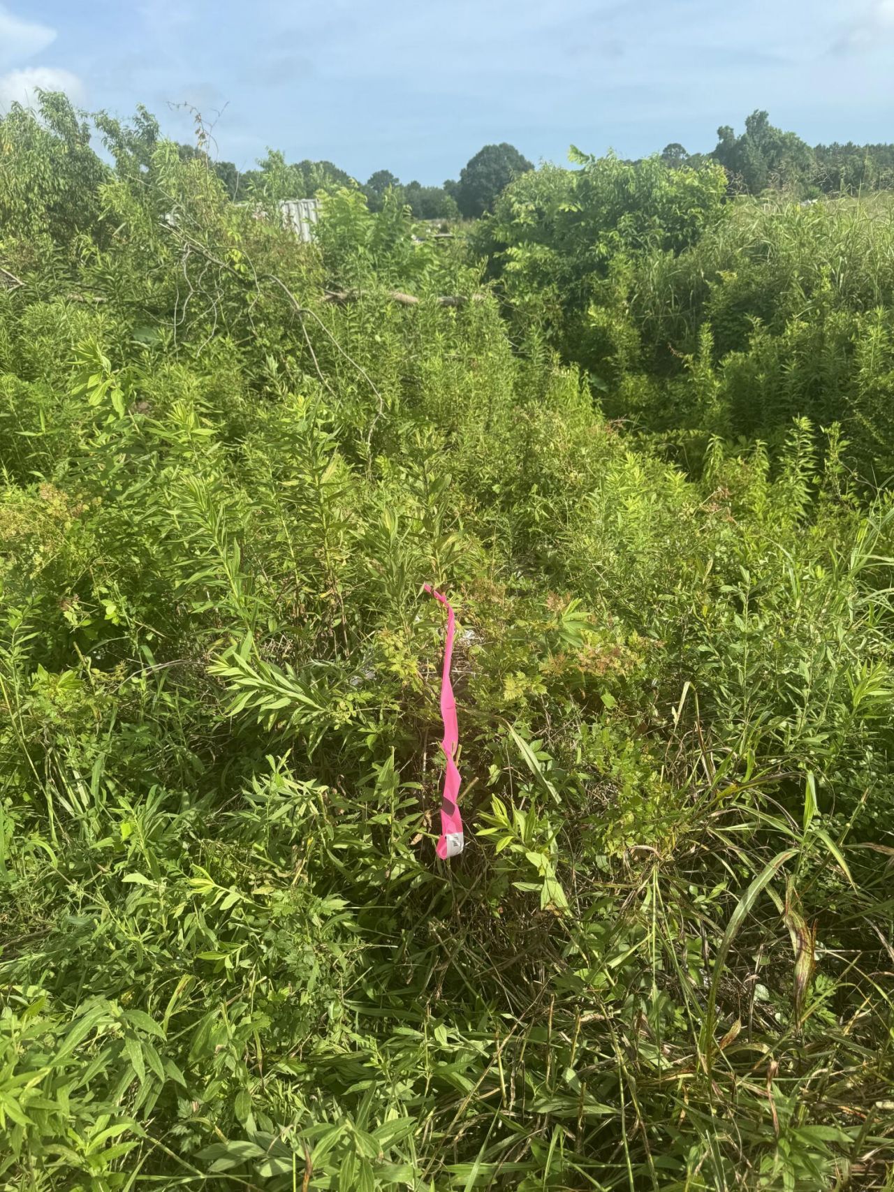 4798 Reggie Road Photo 11