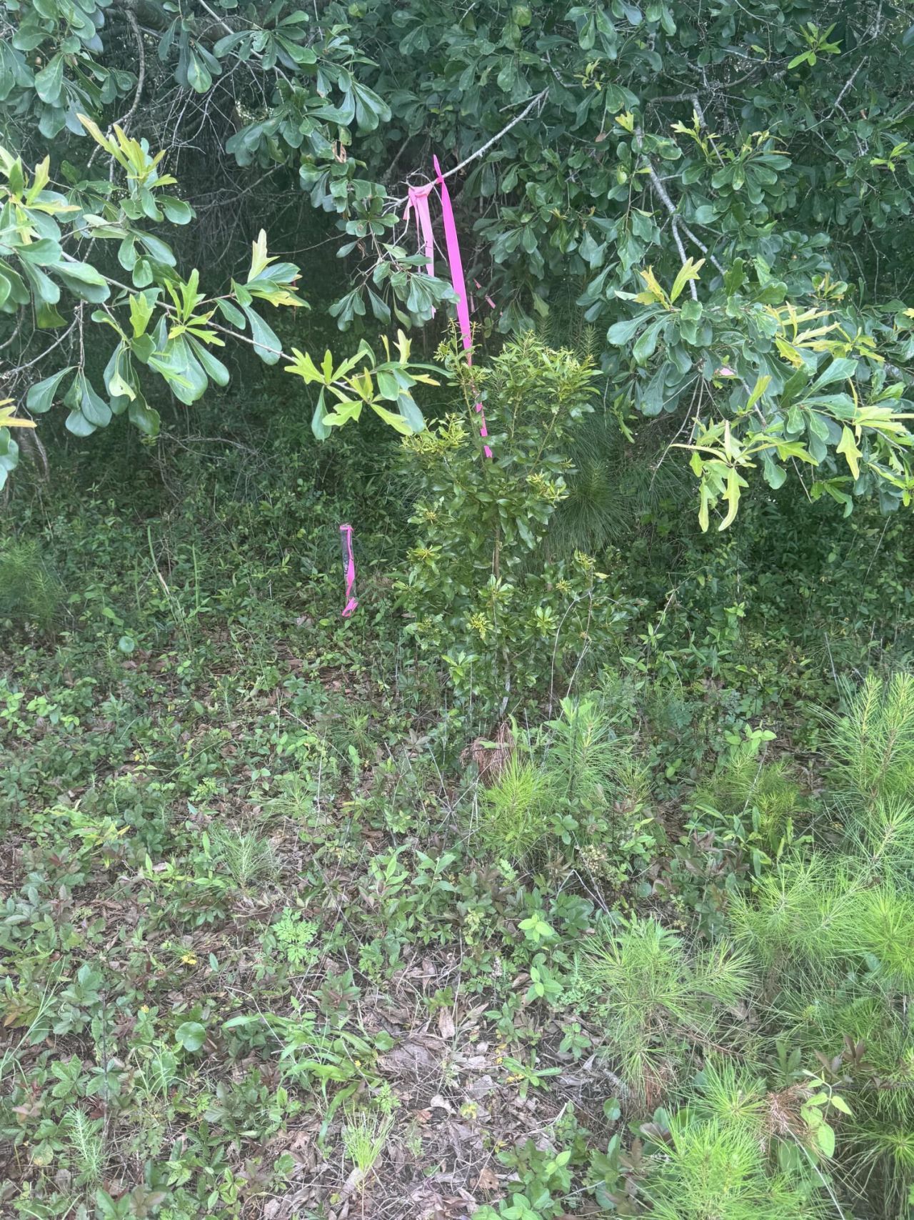 4798 Reggie Road Photo 12