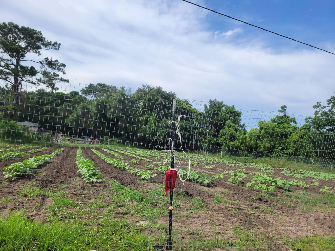 4798 Reggie Road Photo 8