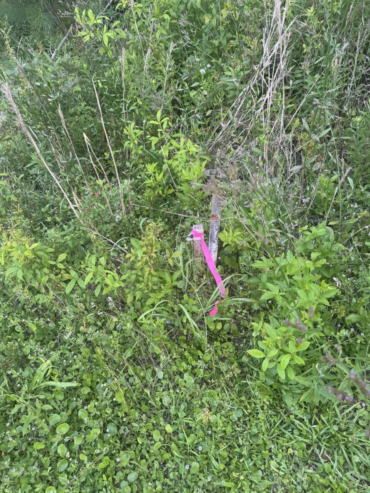 4798 Reggie Road Photo 9