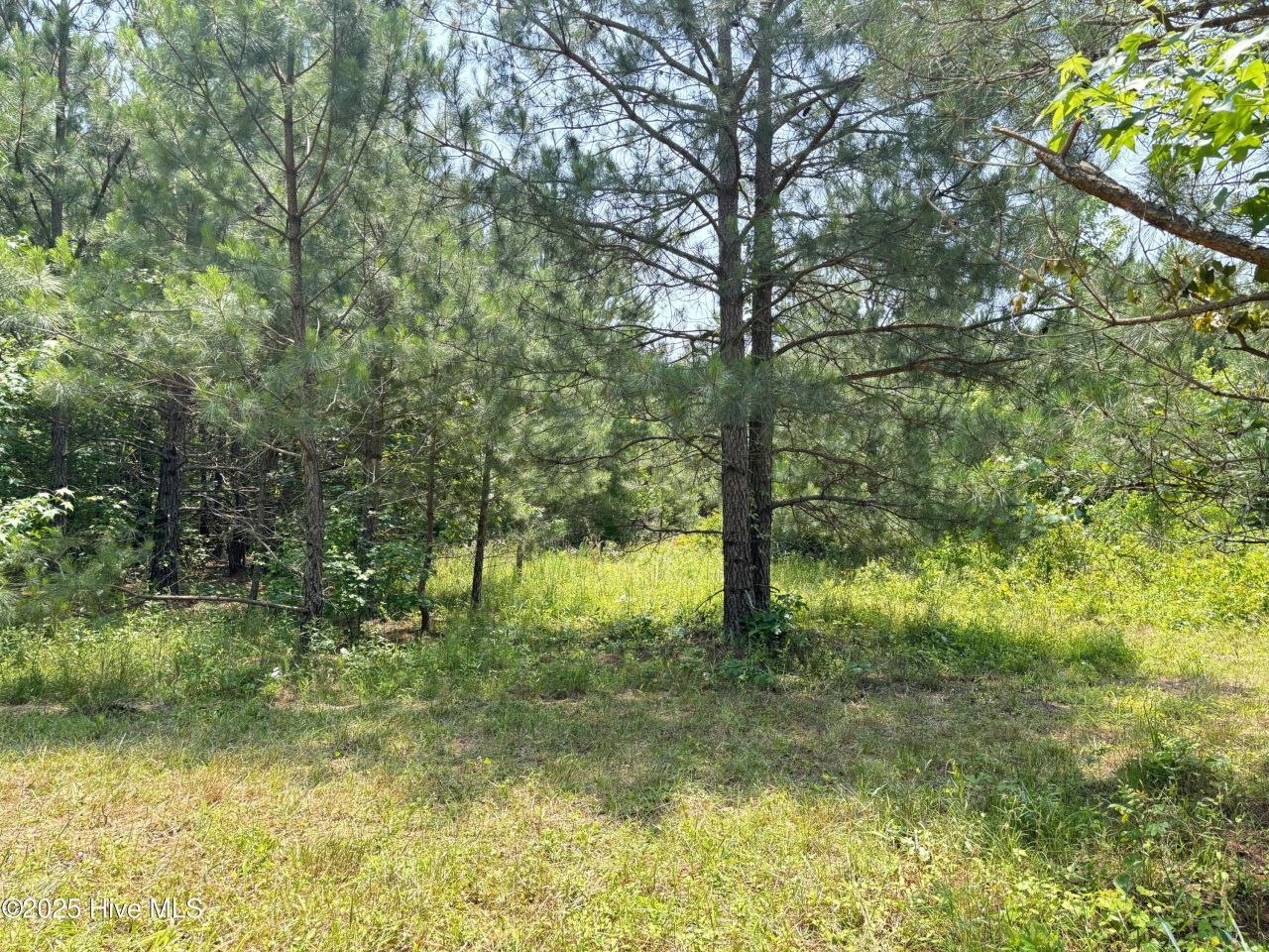 Lot 24 Buckhorn Church Road, Como, NC 27818 Main Photo