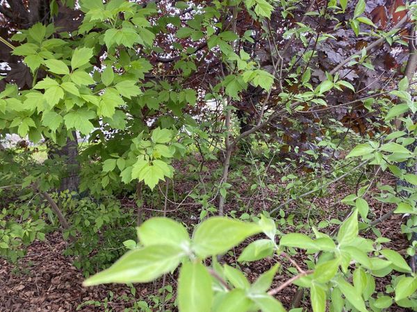 Hillsboro Street, Berlin, NH 03570